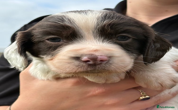 English Springer Spaniel dogs - Advert 1