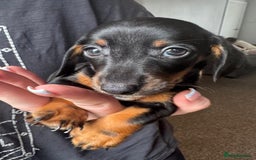 Dachshund dogs for sale: Miniature dachshunds ready now 💗 - Image 20