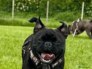 Pug dogs Pug looking for his new home - Advert 4