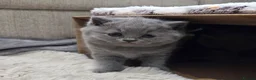 British Shorthair cats for sale: Gorgeous Pure British Shorthair Teddy Bear Kittens - Advert 20