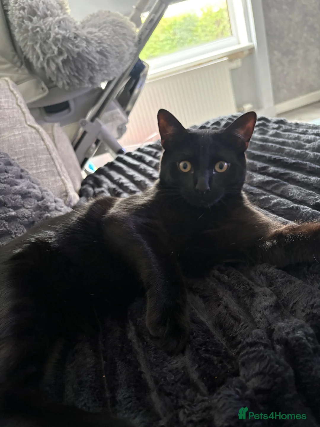 Mixed Breed cats for sale: Black cat  - Advert 2