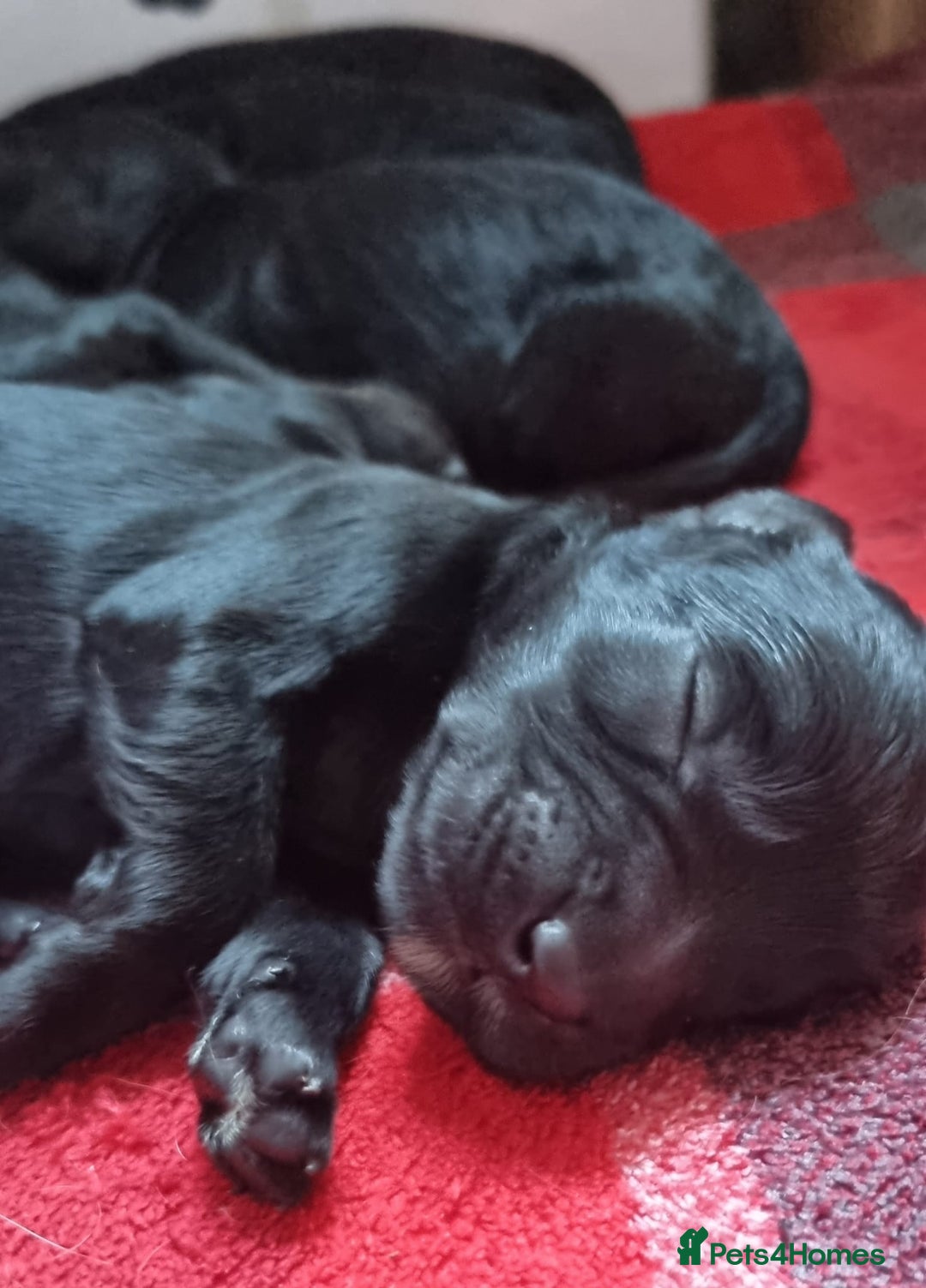 Cockapoo dogs for sale: SEAL COTE... Mini Cockapoo  - Advert 9