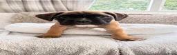 Boxer dogs for sale: Boxer lovers only  in Worcester - Advert 5