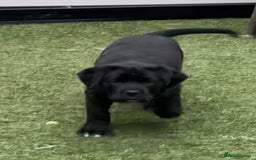 Mixed Breed dogs for sale: Central Aisian Shepard x Rottweiler - Image 8