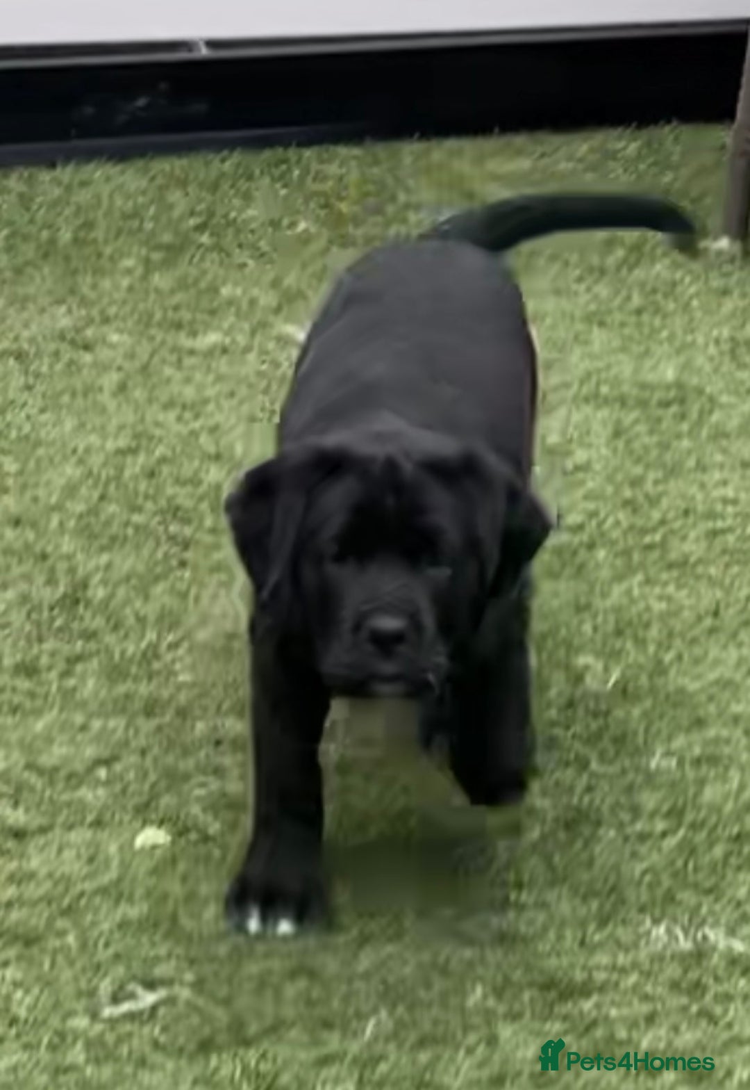Mixed Breed dogs for sale: Central Aisian Shepard x Rottweiler - Image 8