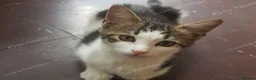 Mixed Breed cats for sale: Beautiful male kitten – ready for a new home. - Advert 3