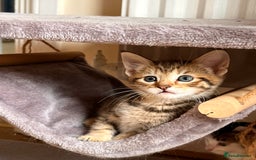 Toyger cats for sale: Adorable kitten  - Image 3