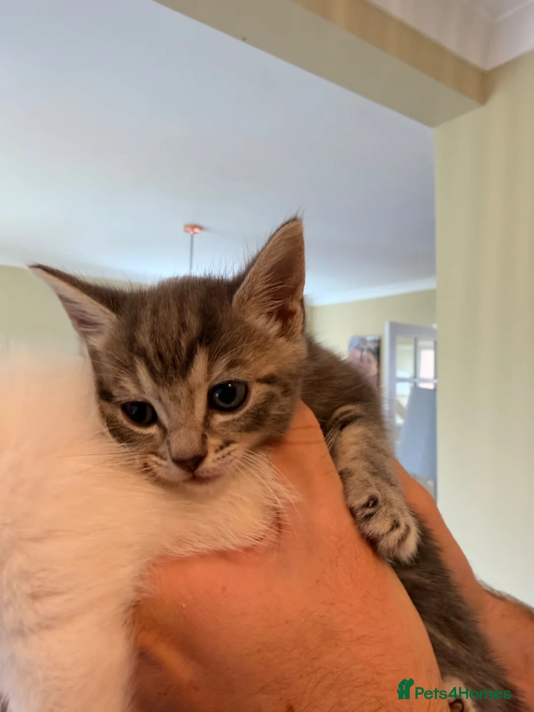 Mixed Breed cats for sale: Female kitten in Manningtree - Advert 2
