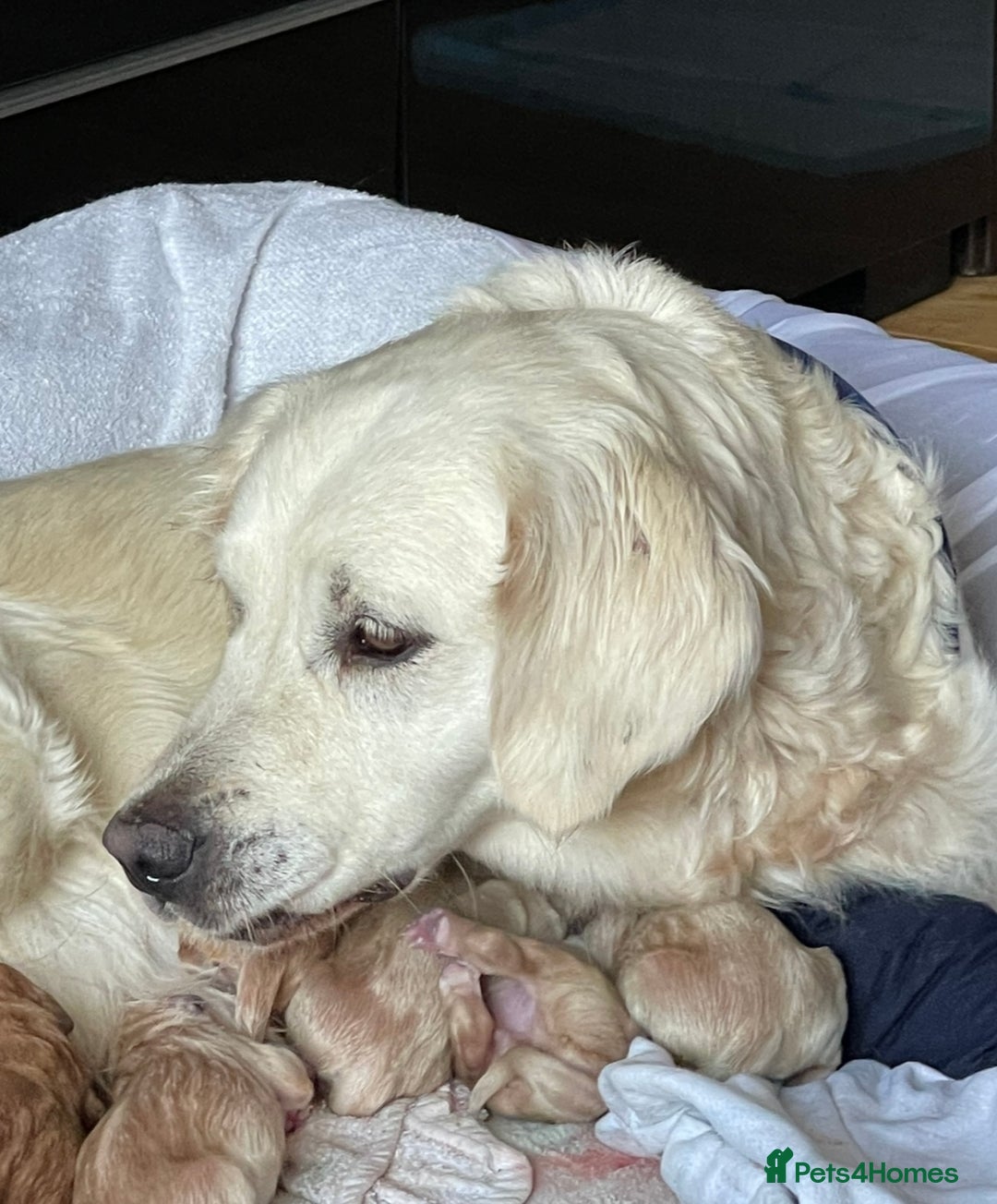 Golden Retriever dogs for sale: Cutest KC Reg Boys ready now  - Advert 3