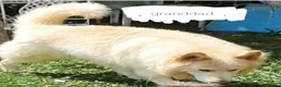 German Shepherd dogs for sale: German Shepherd puppies all colours ready end Aug - Advert 20