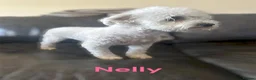 Bichon Frise dogs for sale: Bichon Frise adult 5yrs kc reg x2 - Advert 3