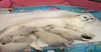 Scottish Fold cats - Advert 6