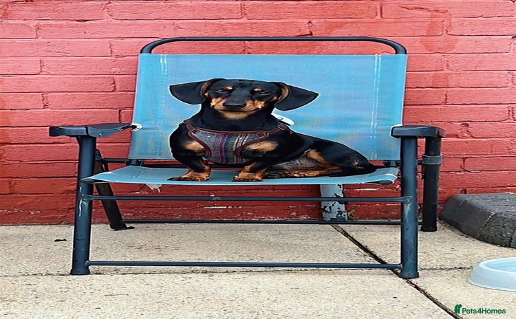 Dachshund dogs - Advert 3