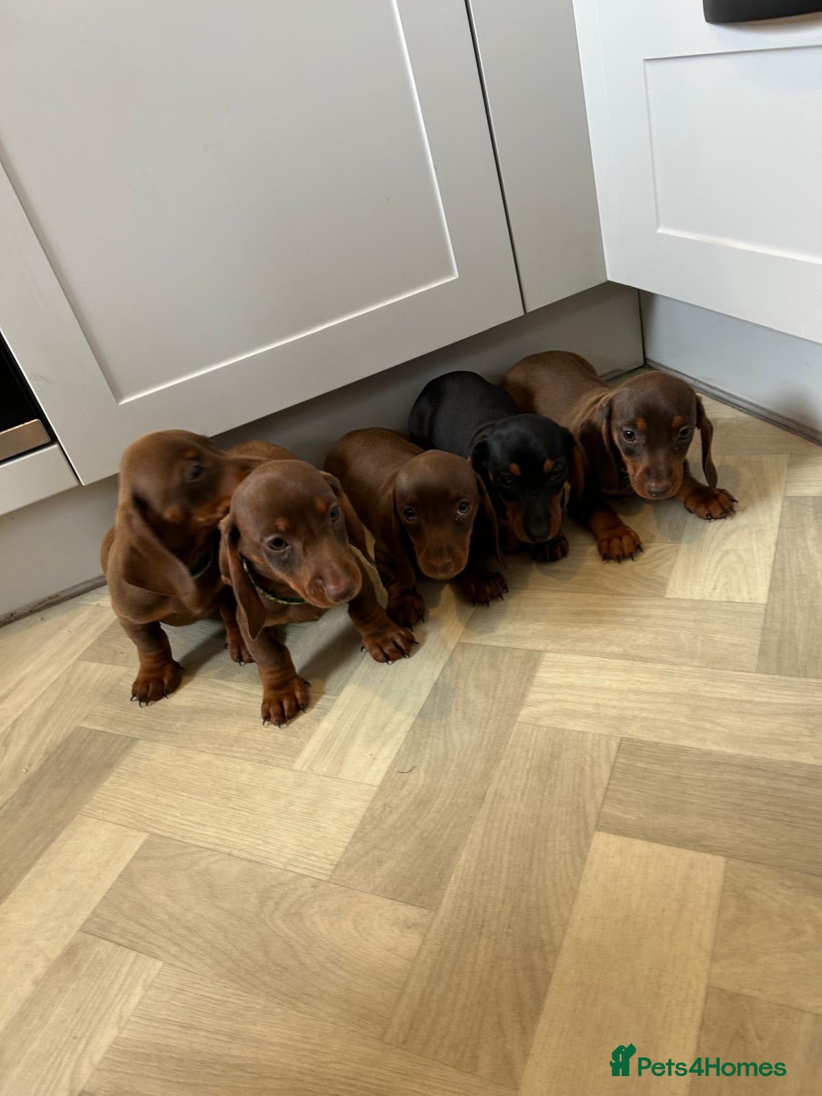 Miniature Dachshund dogs Mini dachshund  puppy ready to leave  - Advert 1