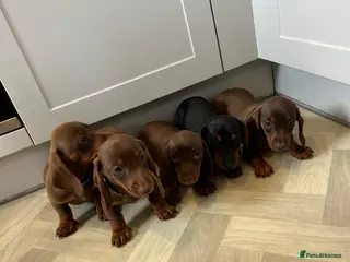 Miniature Dachshund dogs Mini dachshund puppy ready to leave - Advert 6