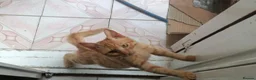 Egyptian Mau cats for adoption: Baby tmtm  - Advert 5