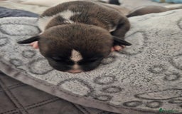 Staffordshire Bull Terrier dogs for sale:  Unique Classic Markings - Image 20