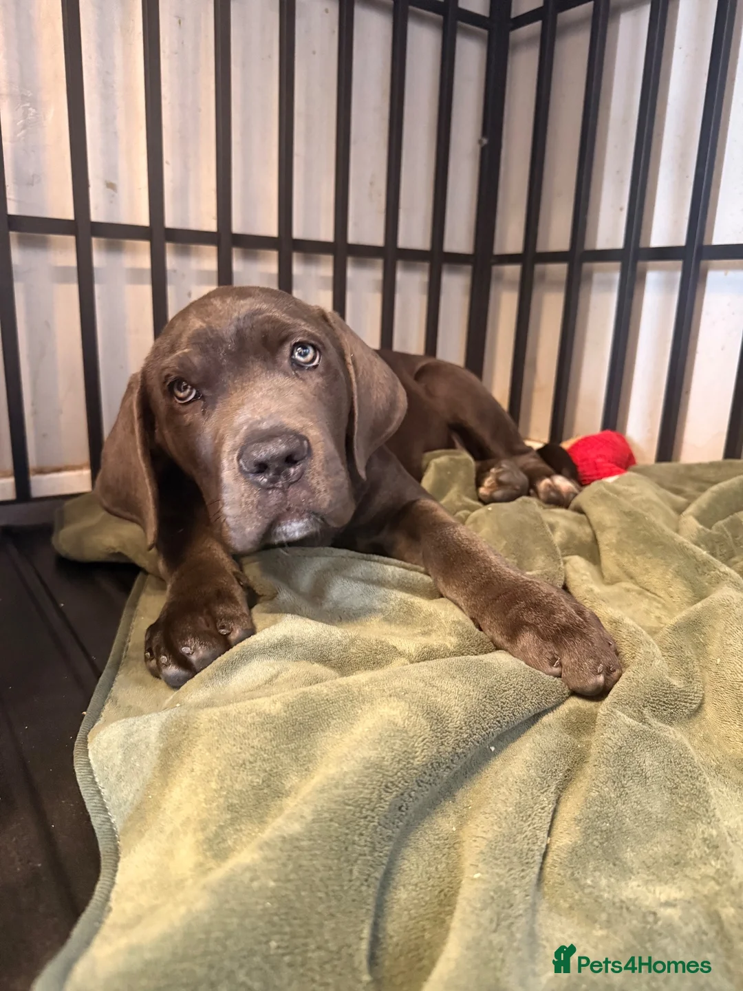 Cane Corso dogs for sale: X-Man Bloodline, Pedigree Cane Corso Puppies - Advert 2