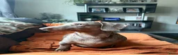 Miniature Dachshund dogs for sale: Male Miniature Dachshunds for sale 💙 - Advert 6