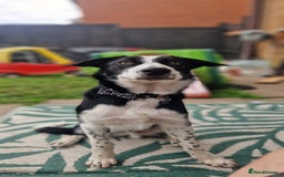 Border Collie dogs for sale: 7 Month Old Border Collie - Image 1