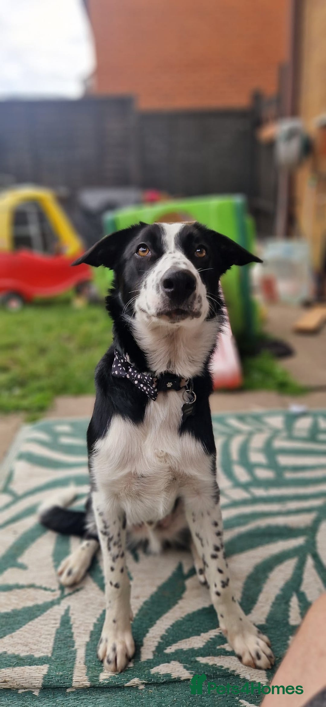 Border Collie dogs for sale: 7 Month Old Border Collie - Image 1