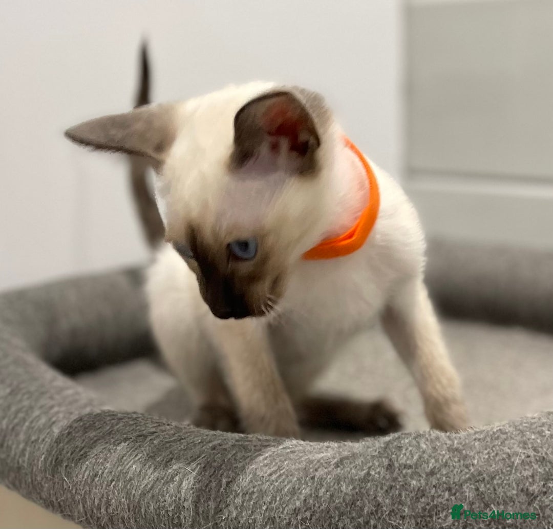 Siamese cats for sale: GCCF Registered Pure Traditional Siamese.  - Image 4