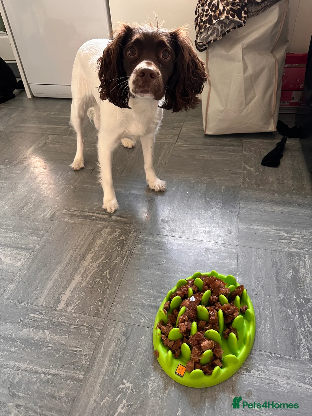 English Springer Spaniel dogs for sale: Springer spaniel 2 years old girl.  in Peterborough - Advert 1
