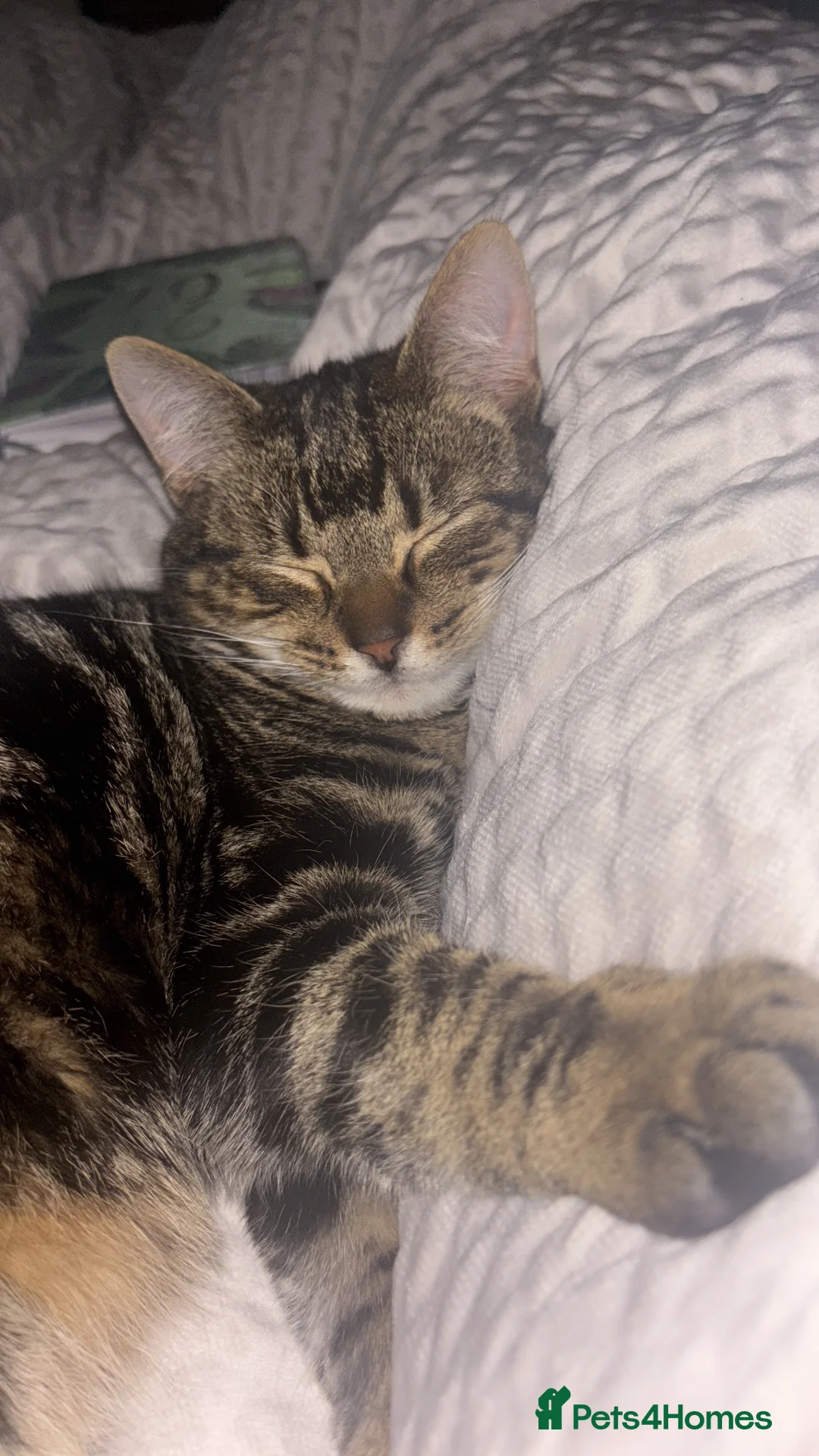 Mixed Breed cats for sale: Miss  in Wigan - Advert 2