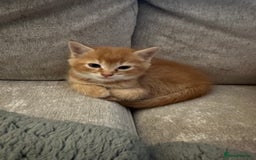 Mixed Breed cats for sale: Two ginger boys - Image 7