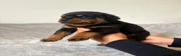 Rottweiler dogs for sale: Rottweiler Puppies 🏆 (IMP bloodline) - Advert 6