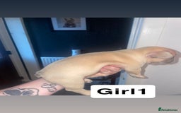 French Bulldog dogs for sale: 7 week old French bulldog puppies  - Image 7