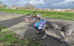 French Bulldog dogs for sale: French Bulldog - Image 7