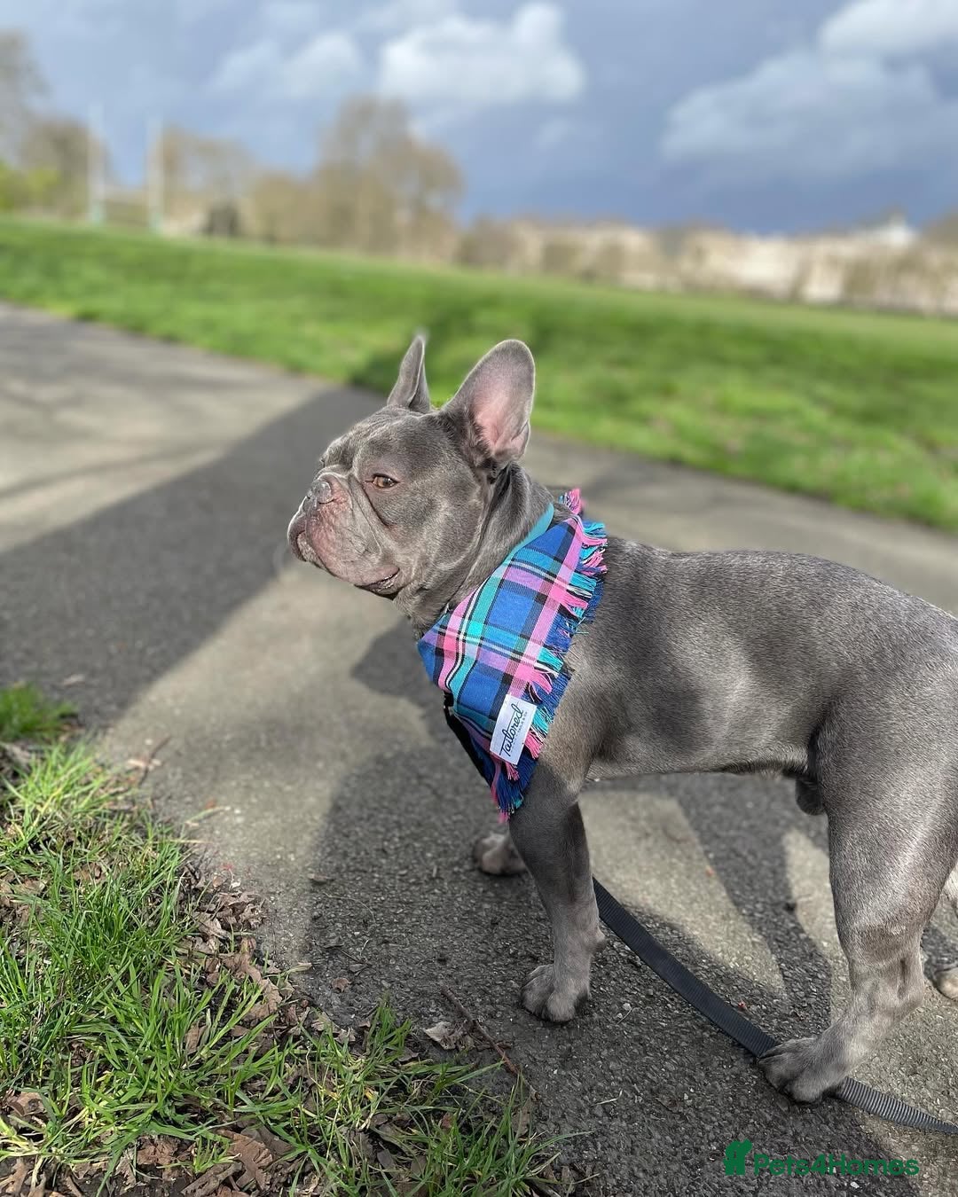 French Bulldog dogs for sale: French Bulldog - Image 7