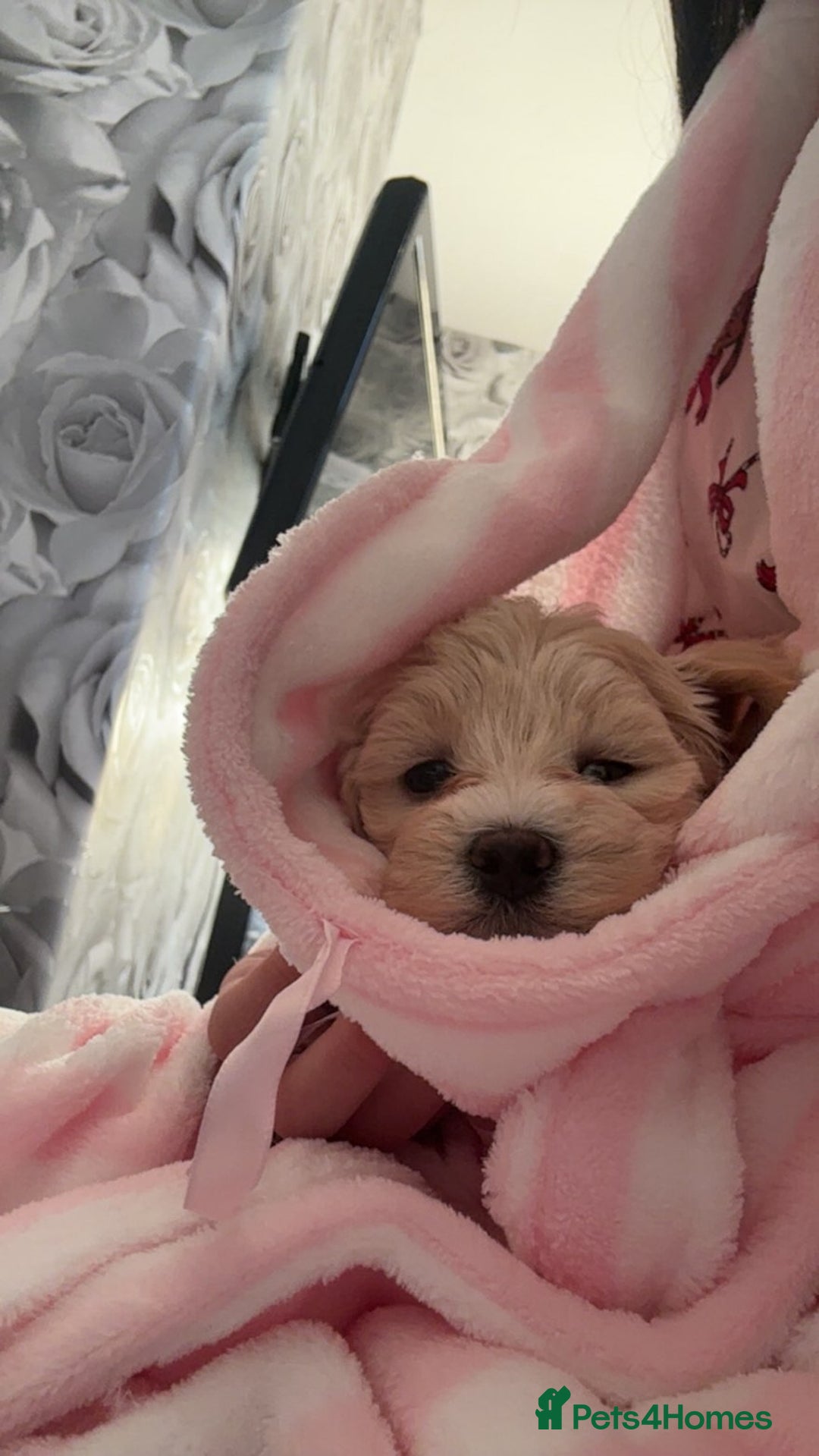 Maltipoo dogs for sale: F1 tiny adorable maltipoo  - Advert 2