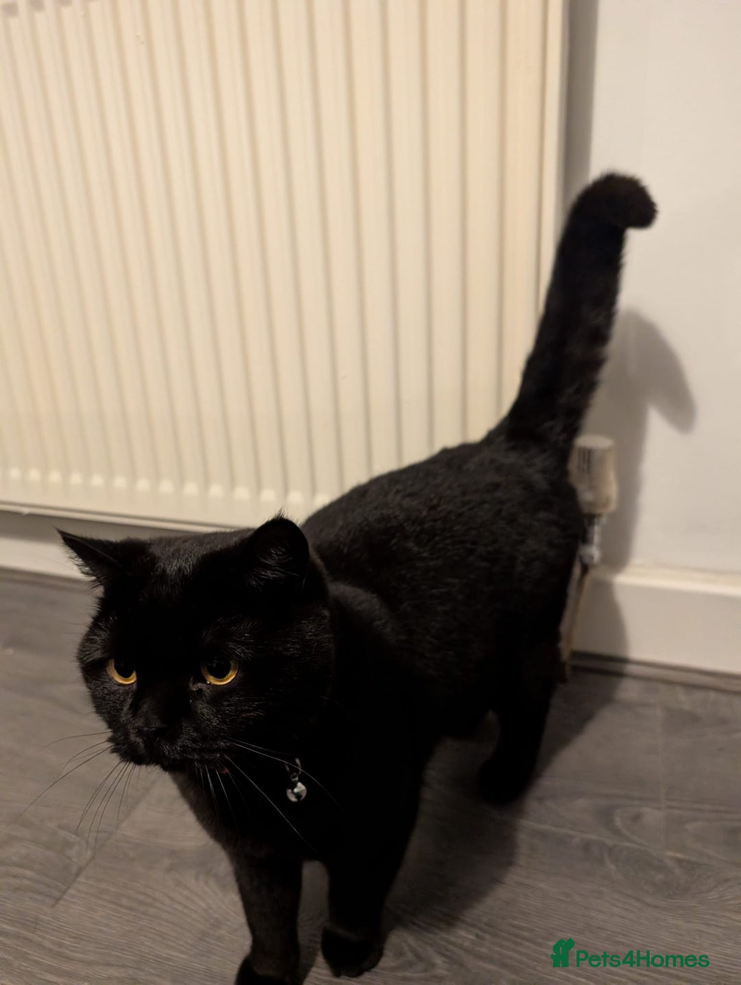 British Shorthair cats for sale: Black Male British Shorthair - Advert 3