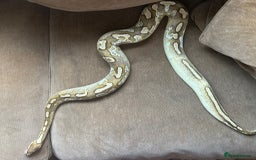 Python Snake reptiles for sale: 🐍 Ball Pythons for Sale – Collection Nottingham  - Image 12
