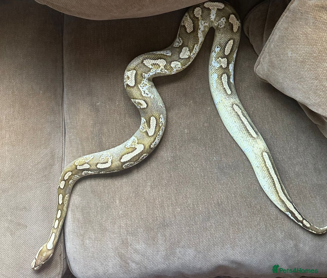 Python Snake reptiles for sale: 🐍 Ball Pythons for Sale – Collection Nottingham  - Image 12