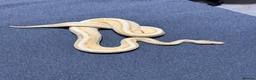 Python Snake reptiles for sale: Ball python with full set up - Advert 5