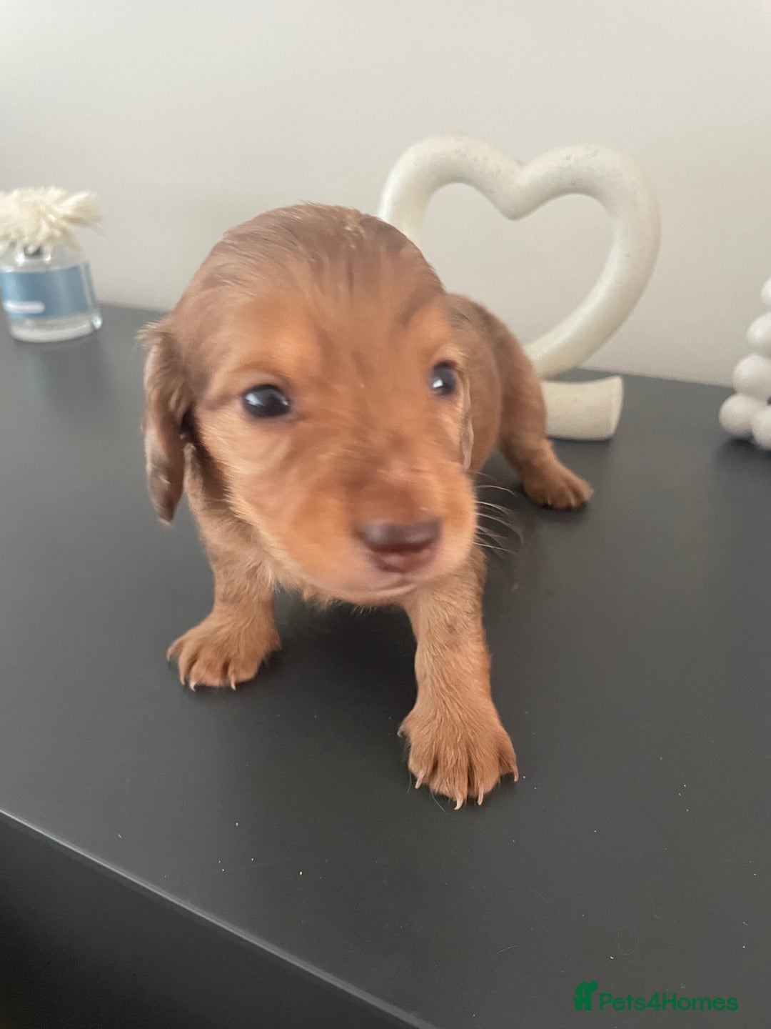 Miniature Dachshund dogs for sale: Long haired dachshund puppies   - Image 20