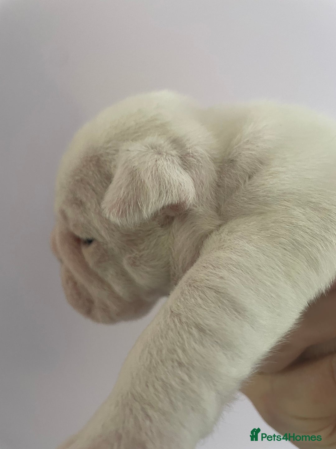 English Bulldog dogs for sale: 4 KC English Bulldog Puppies  - Image 13