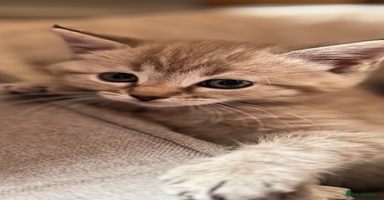 Ragdoll cats - Advert 4