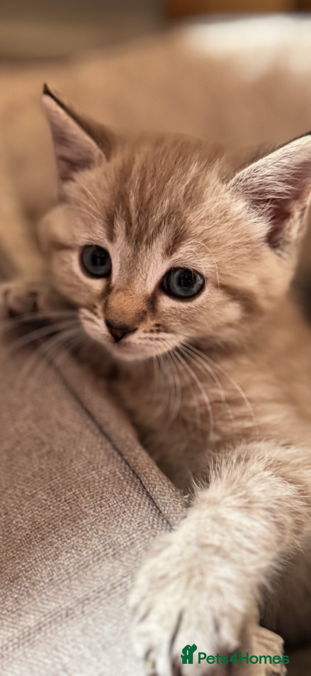 Ragdoll cats for sale: Sealpoint x kittens - Image 2