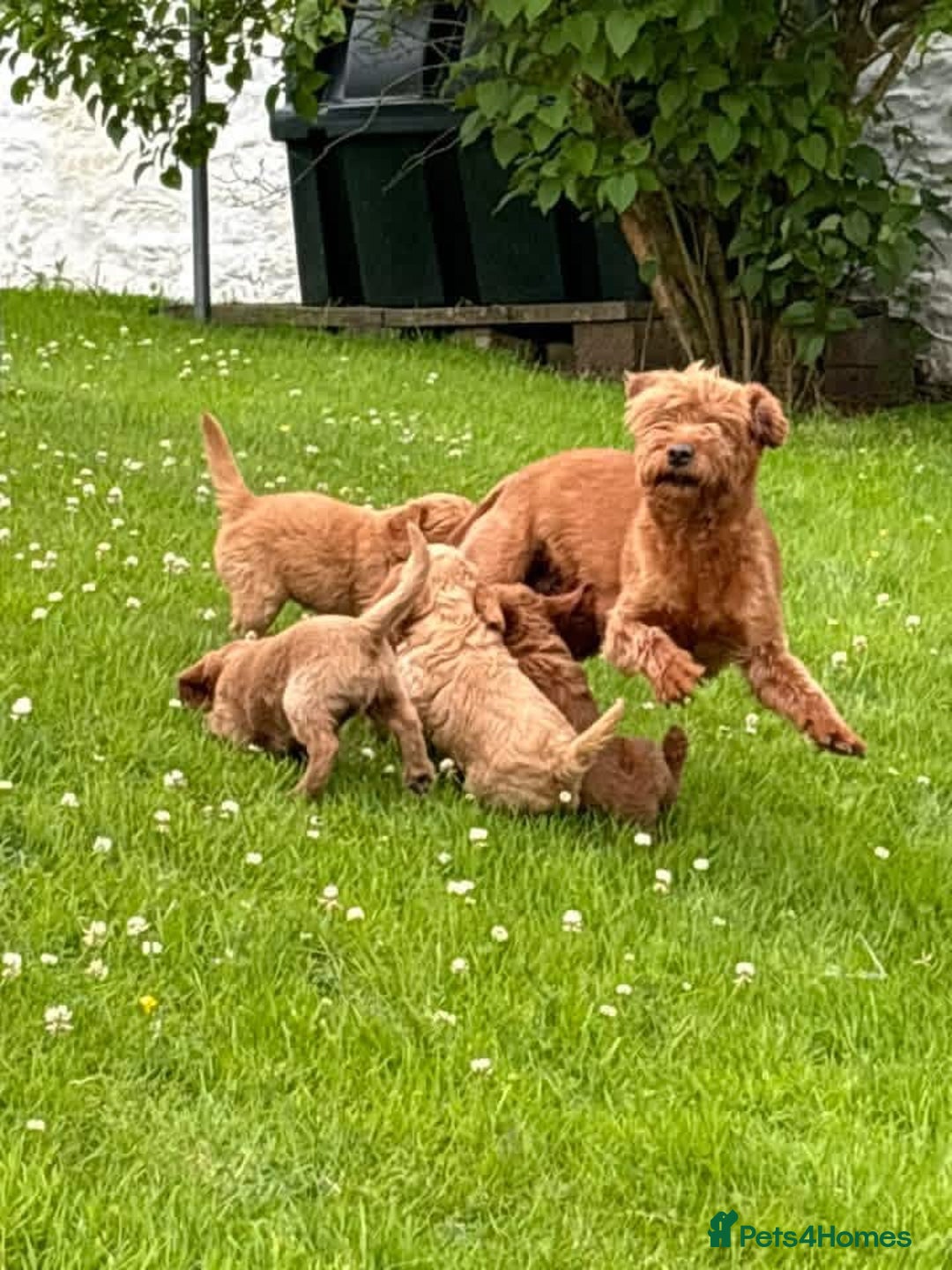 Labradoodle dogs for sale: F1b miniature labradoodles - Advert 1