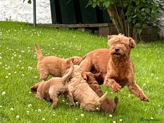 Labradoodle dogs F1b miniature labradoodles - Advert 1