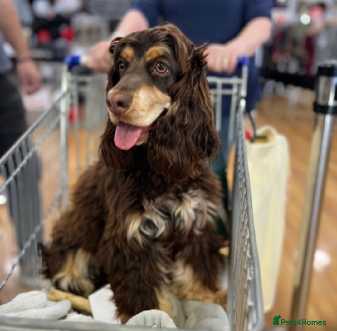Cocker Spaniel dogs for sale: Kc Reg Pure bred show (Health Tested) - Image 12