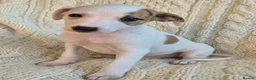 Whippet dogs for sale: Stunning Show Quality Ch Sired Whippet Puppies  - Advert 28