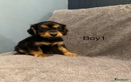Cockapoo dogs for sale: 7 lovely cockerpoos  - Image 5