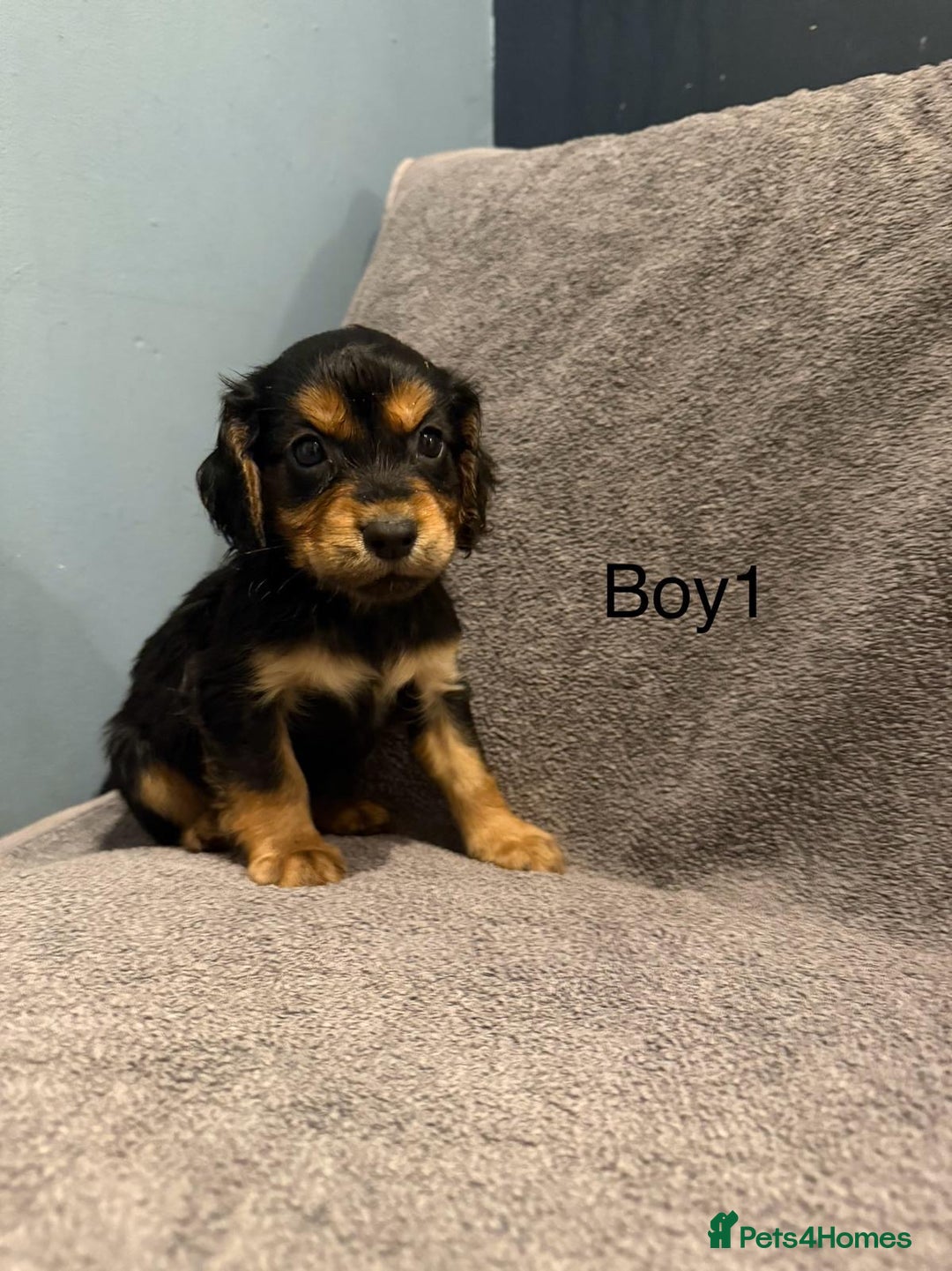 Cockapoo dogs for sale: 7 lovely cockerpoos  - Image 5