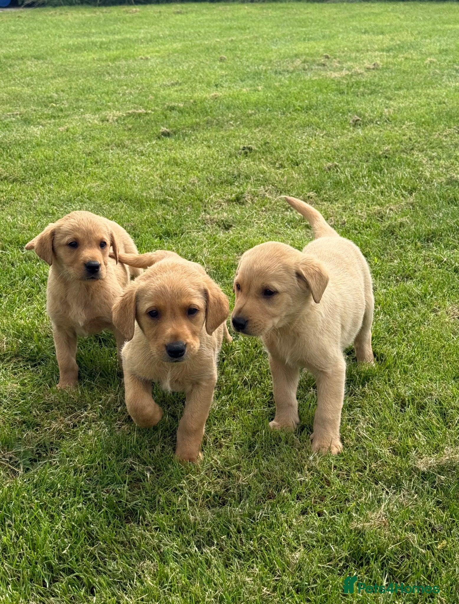 Labrador Retriever dogs 🧡Fabulous KC Fox Red Puppies.🧡 - Advert 1