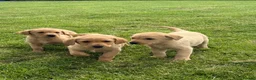 Labrador Retriever dogs for sale: 🧡Fabulous KC Fox Red Puppies.🧡 - Advert 1